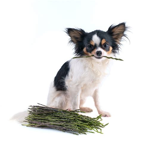 Can Dogs Eat Asparagus? Plus 3 Homemade Dog Treats - Dog Child
