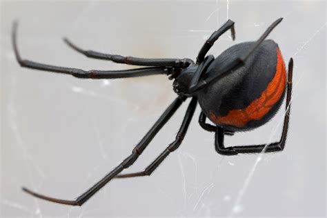Understanding Spider Bites in Australia | Allens Training