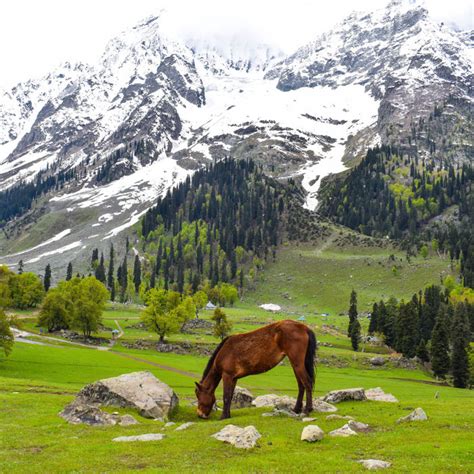 Trippy Trails - Let Our Travel Experts Plan Your Trip
