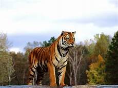 Bengal Tiger Wallpaper by Bengal Tiger Hd Wallpapers Bengal Tiger Wallpaper