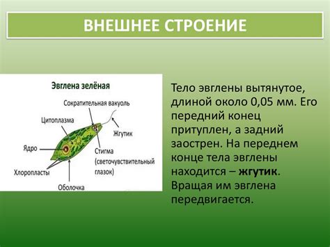Эвглена зеленая - презентация онлайн
