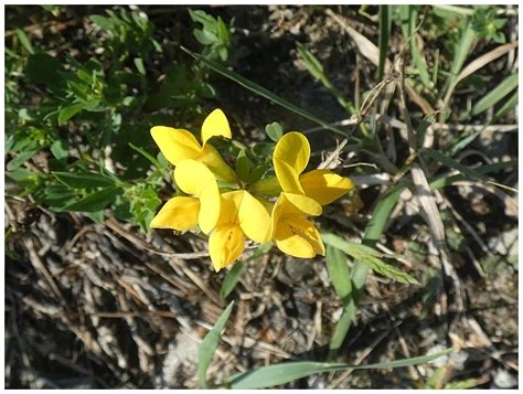 Štírovník růžkatý (Lotus corniculatus, Linné 1753) - Bobův fotoblog