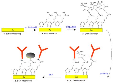 A Surface Plasmon Resonance Plastic Optical Fiber Biosensor for the ...
