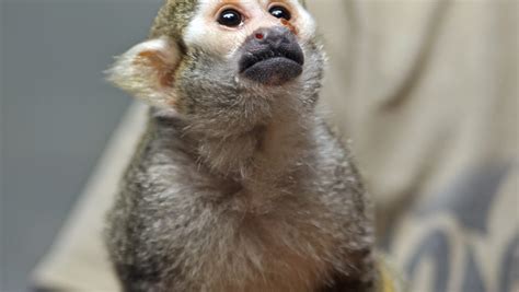 Full Grown Squirrel Monkey