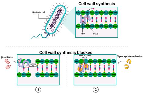 Vancomycin Bacterial Targets Mechanism Of Action