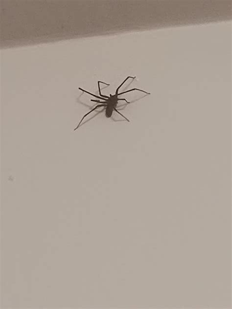 Are these brown recluses? Kansas : r/spiders