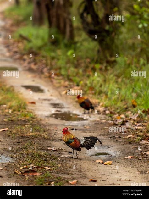 Male Red junglefowl or Gallus gallus wild bird on natural green scenic forest road or safari ...