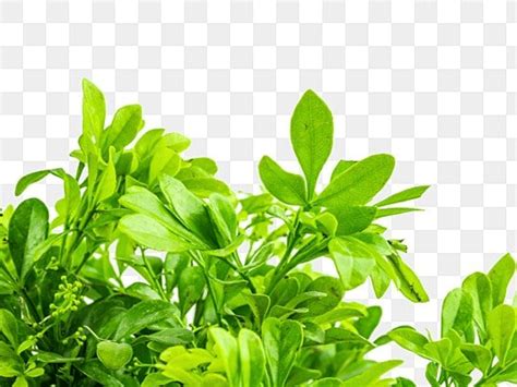 Rezultat imagine pentru Sapling Animation