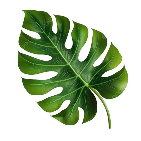 Free Vector Big Green Leaf Of Tropical Monstera Plant Isolated On White ...