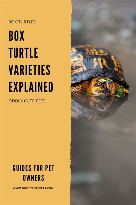 Image result for Different Types of Box Turtle