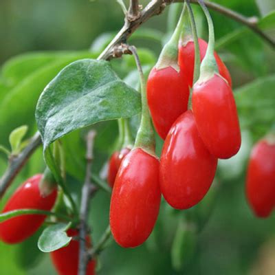 クコ（枸杞） に対する画像結果