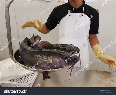 Can Catfish Have Scales at Jesse Richardson blog