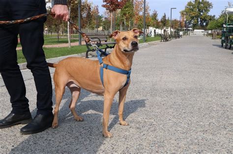 Image result for Terrifying Pit Bull