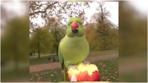 Parrot eats apple from woman's hand in viral video. Don't miss the ...