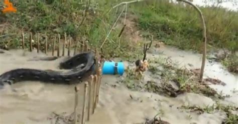 Image result for Python Muffler or a Python Trap