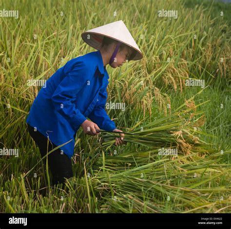 Vietnamese Rice Paddy Hat
