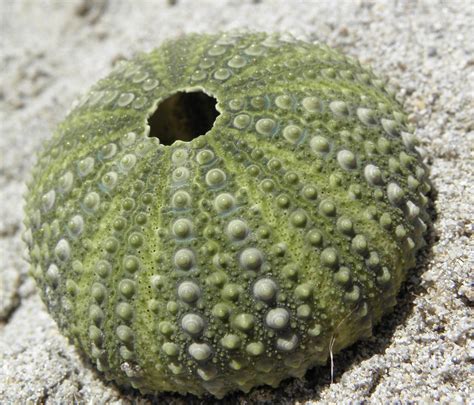 Predators Of Green Sea Urchin at Richard Avitia blog