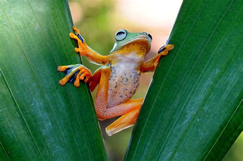 Image result for Tree Frog Fly
