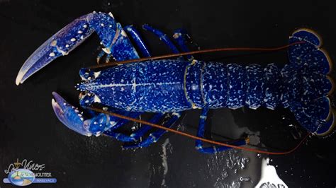 Fishmongers Buy Extremely Rare Lobster, Release It for a Long 'Happy Life' - Newsweek