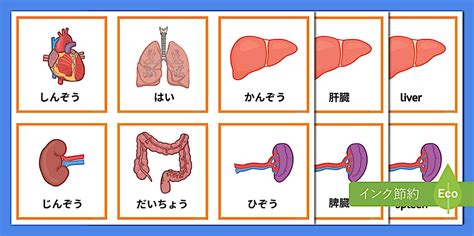臓器についての働きを書いてあるカードと臓器の絵のカードを合わせていく教材。未就学児から小学校中学年が学べる。