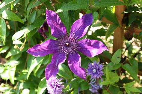 Clematis President - Buy it Here