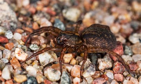 Can Wolf Spiders Kill Dogs