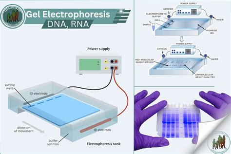 Gel Electrophoresis, Principle, Requirements and more