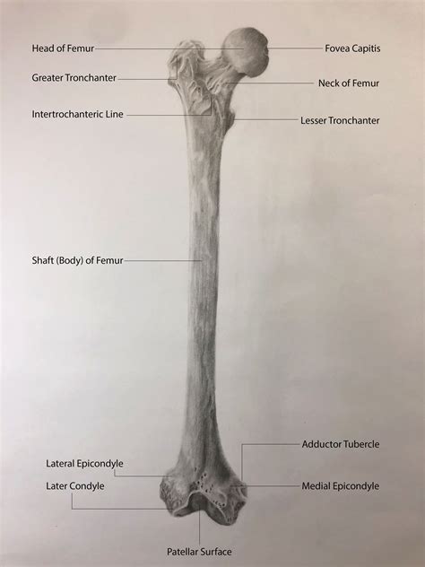Labeling Femur Bone