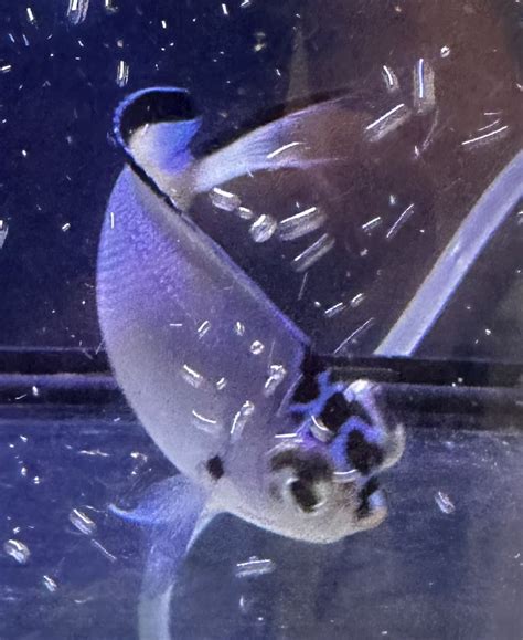 Image result for Popeye Bug