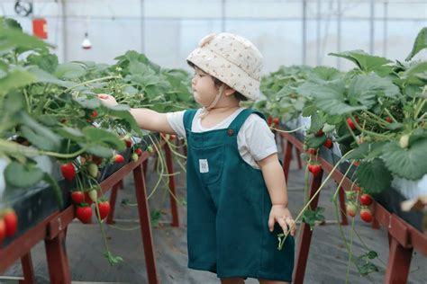 How To Pollinate Strawberries In A Greenhouse - Fruits Knowledge World