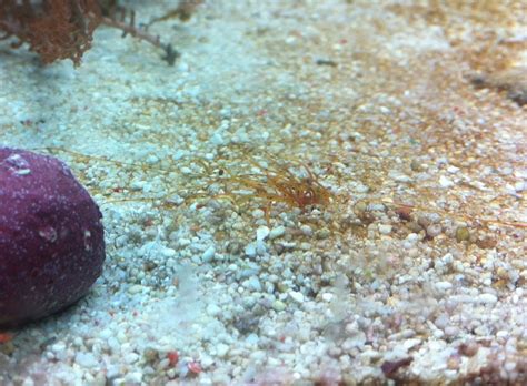 Was ist das?? - Algen - Meerwasserforum