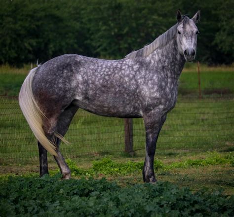 Dapple Grey Irish Sport Horse