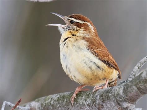 Carolina Wren - NestWatch