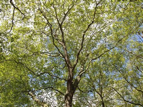 Fast Growing Maple Trees 的图像结果