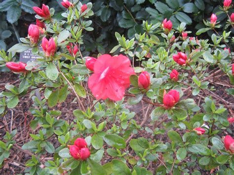 Rhododendron 'Orange Cup' - kurume azalea | Lewis Ginter Botanical ...