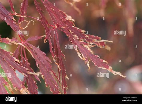 Is Japanese Maple Leaf Scorch? - EHTN