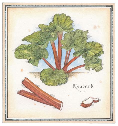 What's in Season: Rhubarb – Garden & Gun
