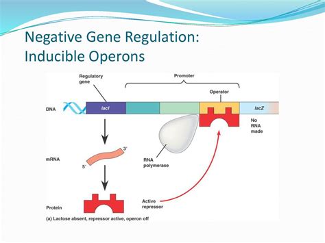 Image result for Negative and Positive Operons