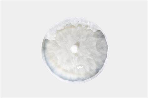 Damping-off - Prevention, Control and Damage