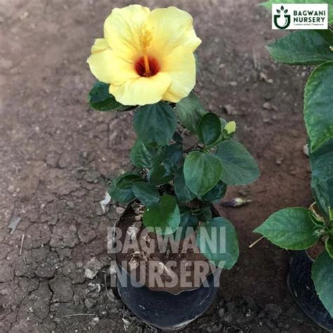 Yellow Hibiscus | Hibiscus Brackenridgei | Bagwani Nursery | Wholesale