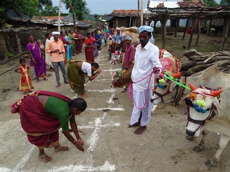 Adilabad: Come, join colorful animal 'Pola' festival that binds diverse ...