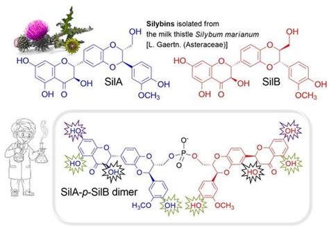 Phosphodiester Silybin Dimers Powerful Radical Scavengers: A ...