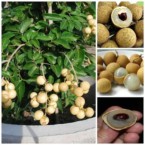 Greenery Nursery Exclusive Dragon eye, Longan, Dimocarpus Longan ...