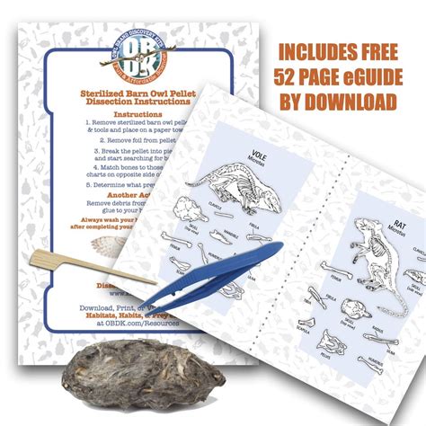 Single SW Jumbo Barn Owl Pellet Dissection Kit with Paddle Pick ...
