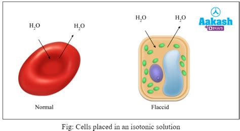 Definition of Osmosis in Biology: Definition, Types and Importance | AESL