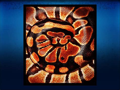 Image result for Evolution of Python