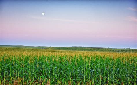 Corn Field Wallpapers - Top Free Corn Field Backgrounds - WallpaperAccess