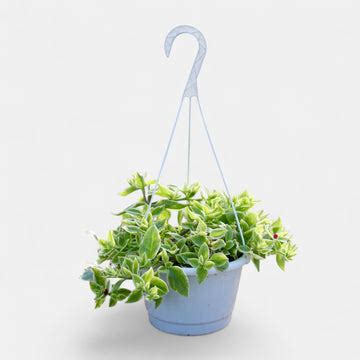 buy hanging plants online at lowest price - plantsguru