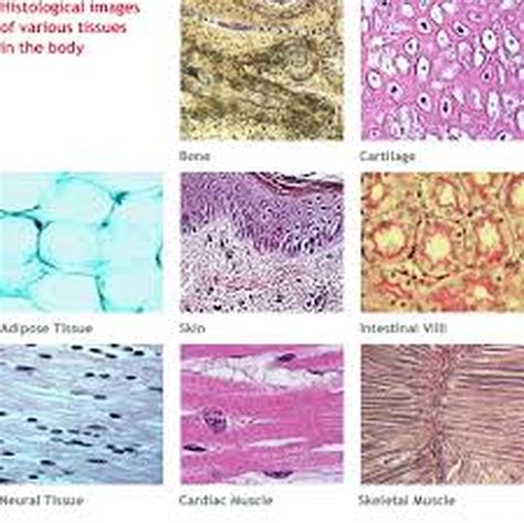 Image result for Types of Tissues