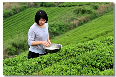贵州雷山：采摘茶叶 供应市场-人民图片网